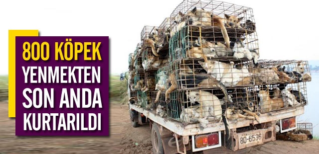 800 Köpek Yenmekten Son Anda Kurtuldu