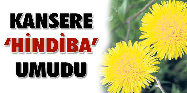Karahindiba ile kanseri yendi