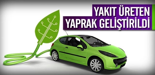 Yakıt Üreten Yaprak Geliştirildi