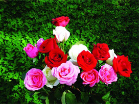 Eşine tam 1 milyon adet gül yolladı!