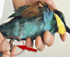 İsrail'den "casus kuş" cevabı!