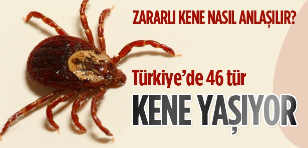 Türkiye'de 46 kene türü yaşıyor