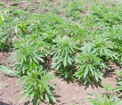 İsrail bunu da yaptı