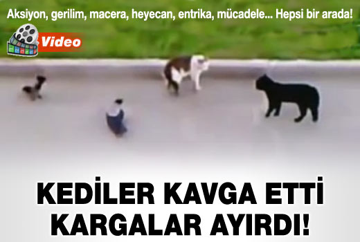 Kediler kavga etti kargalar ayırdı