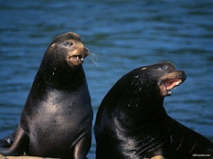 Yeni bir virüs daha 'fok' gribi !