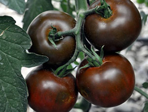 Bu da çikolata domates!