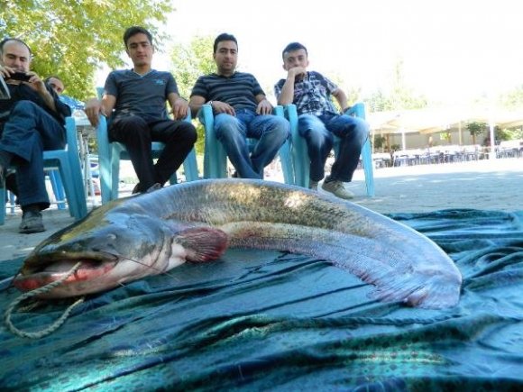 Çorum'da dev bir yayın balığı yakalandı