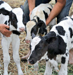 Mısır sapı samana rakip oldu!