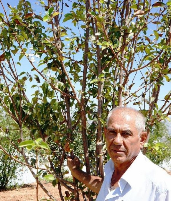 Armut ağacı bu yıl ikinci kez meyve verecek