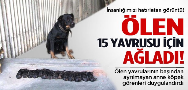 Ölen 15 yavrusu için ağladı!