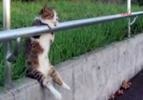 ANLAŞILAN HAYAT BU KEDİYE GÜZEL!