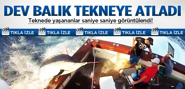 270 kiloluk dev balık tekneye atladı