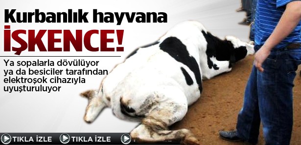 Kurbanlık hayvanlara elektroşoklu işkence