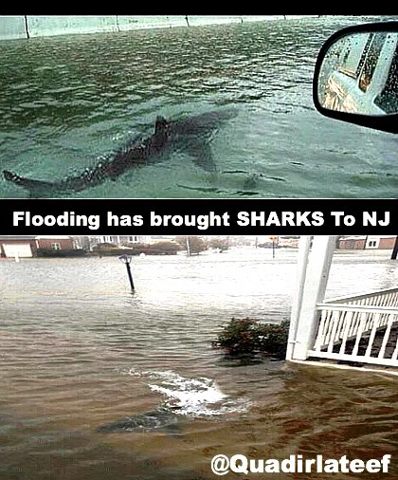 ABD'de Timsah şehre İndi