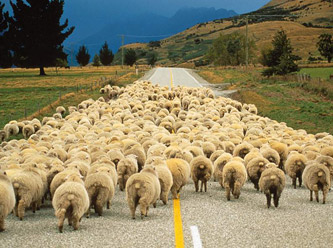 Sürü psikolojisini en iyi anlatan canlı örnek!