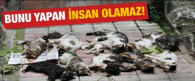 Bunu yapan insan olamaz!