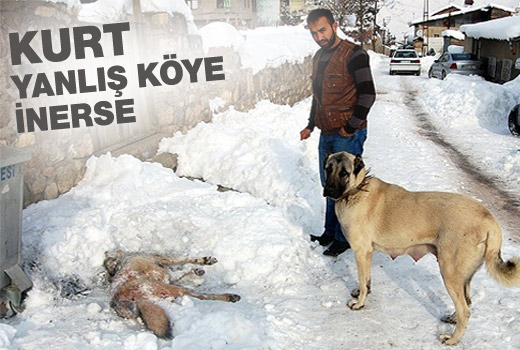 Kangal köpeği kurdu telef etti
