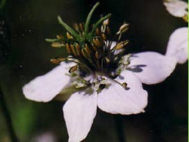 Sevgili Peygamberimiz (SAV) ne buyurdu?