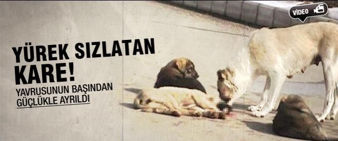 Yürek sızlatan kare