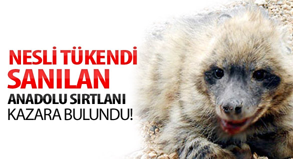 Anadolu Sırtlanı Ortaya Çıktı!