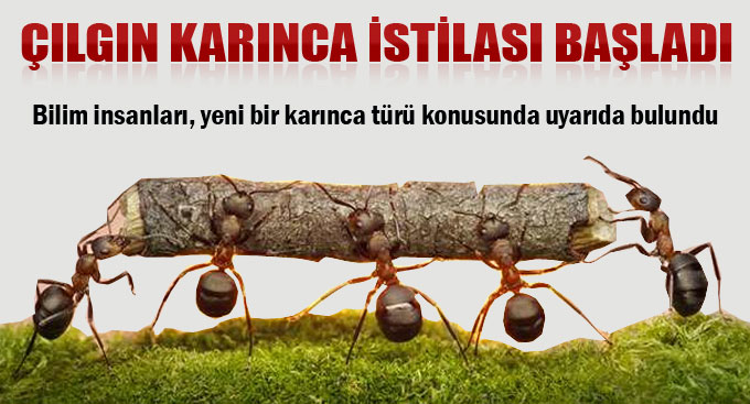 ABD, karıncaların istilası altında