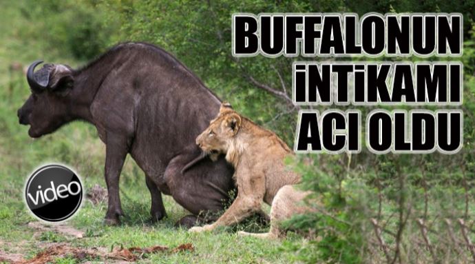 Buffalonun intikamı acı oldu