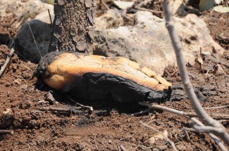 --1486575.jpeg --1486575.jpeg