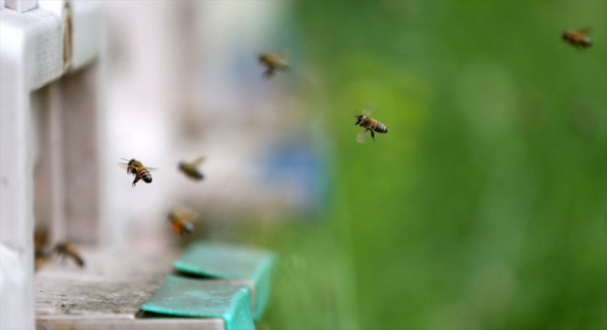 Ramazan'da Bal Tüketin