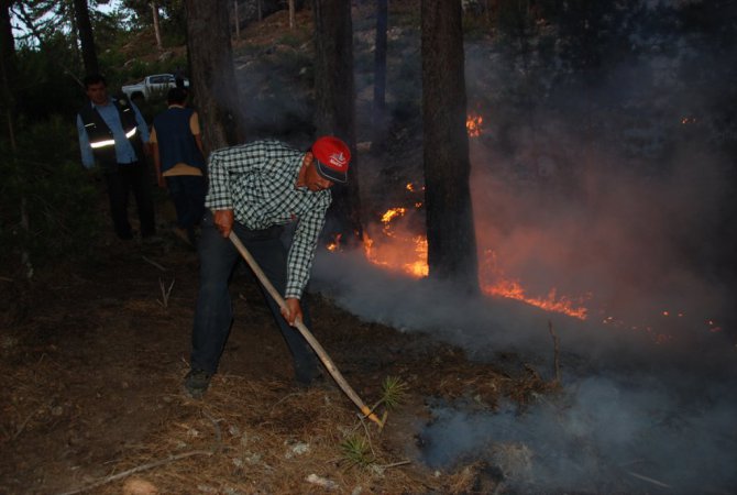 Aydın'daki Orman Yangını