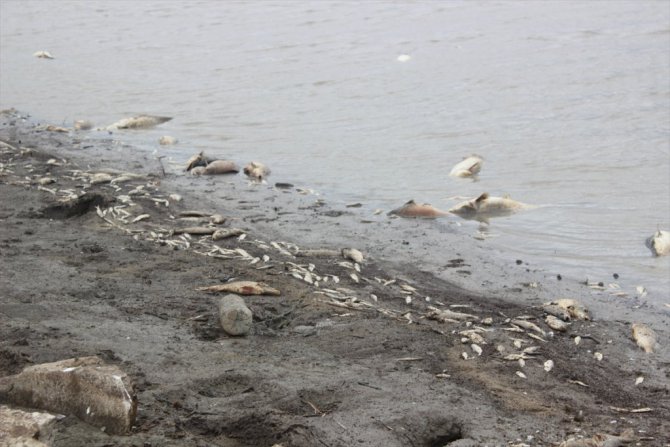 Mevsimsiz ölüyor balıklar