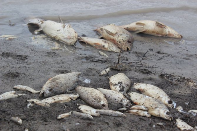 Mevsimsiz ölüyor balıklar