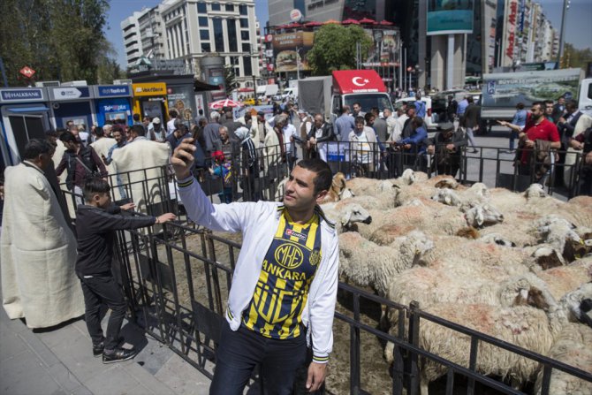 Ankara'da Koyun Çevirme