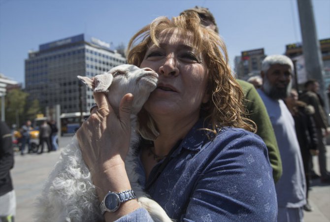 Ankara'da Koyun Çevirme