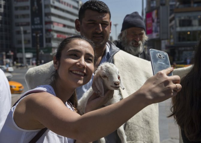 Ankara'da Koyun Çevirme