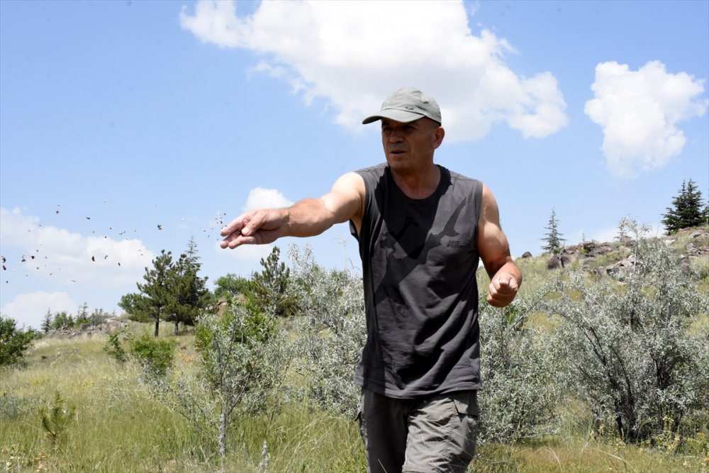 Babasının vasiyetiyle on binlerce tohumu toprakla buluşturdu