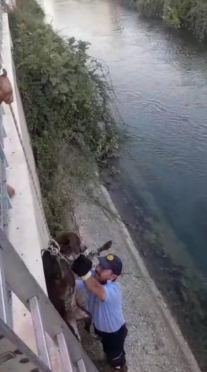 Mersin'de sulama kanalı kenarında mahsur kalan köpek kurtarıldı