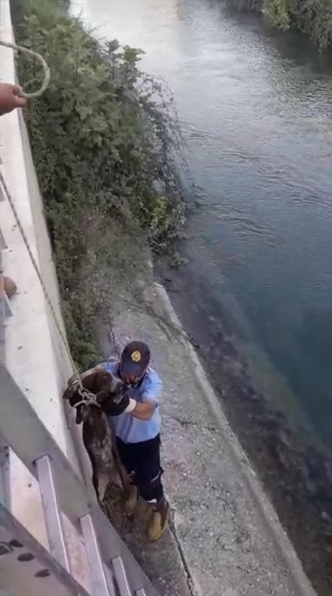 Mersin'de sulama kanalı kenarında mahsur kalan köpek kurtarıldı