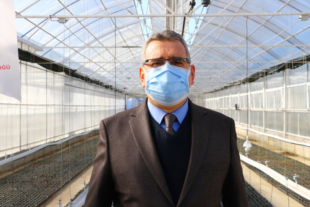 Tekirdağ'da çiftçilere gelirlerinin artırılması amacıyla 56 bin ada çayı fidesi dağıtıldı