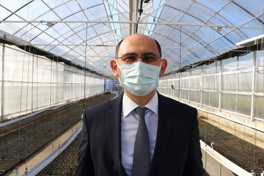 Tekirdağ'da çiftçilere gelirlerinin artırılması amacıyla 56 bin ada çayı fidesi dağıtıldı