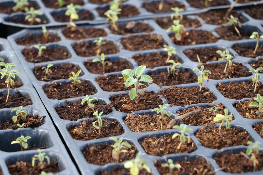 Tekirdağ'da çiftçilere gelirlerinin artırılması amacıyla 56 bin ada çayı fidesi dağıtıldı