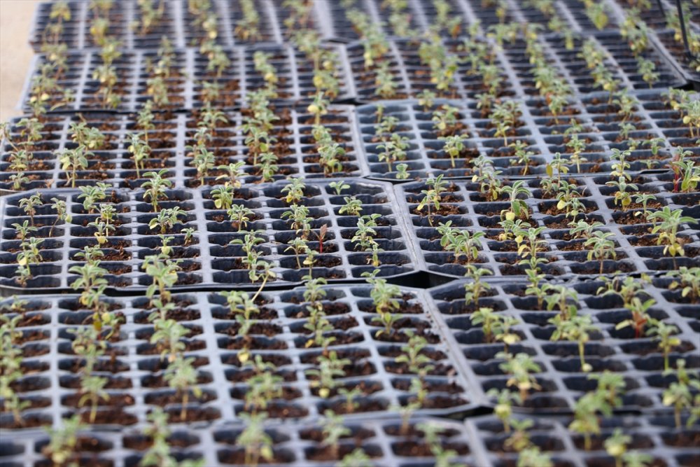 Tekirdağ'da çiftçilere gelirlerinin artırılması amacıyla 56 bin ada çayı fidesi dağıtıldı