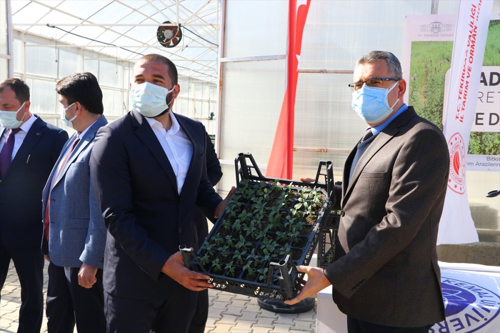Tekirdağ'da çiftçilere gelirlerinin artırılması amacıyla 56 bin ada çayı fidesi dağıtıldı