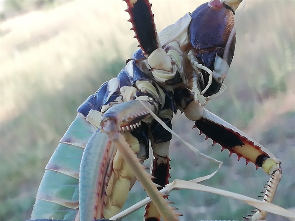 Batman'da tarlada etçil çekirge görüldü