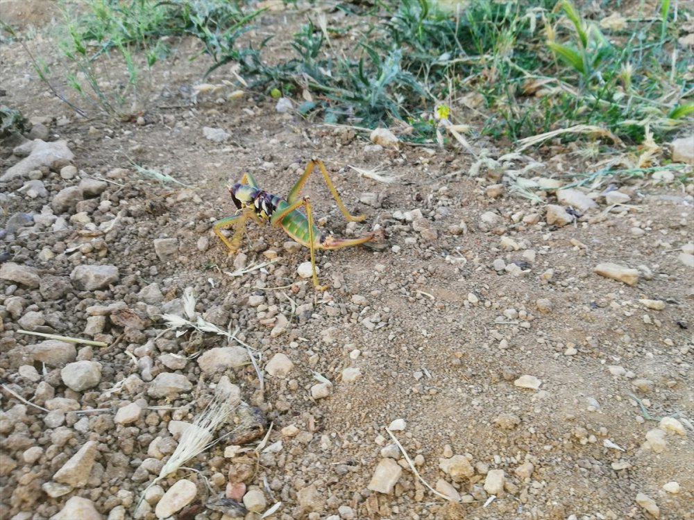Batman'da tarlada etçil çekirge görüldü