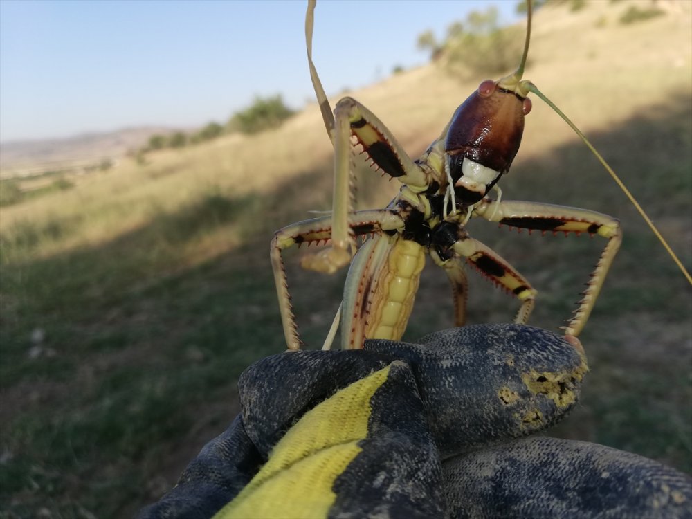 Batman'da tarlada etçil çekirge görüldü