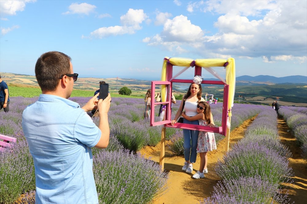 Tekirdağ'da "Lavanta Günleri" etkinlikleri devam ediyor