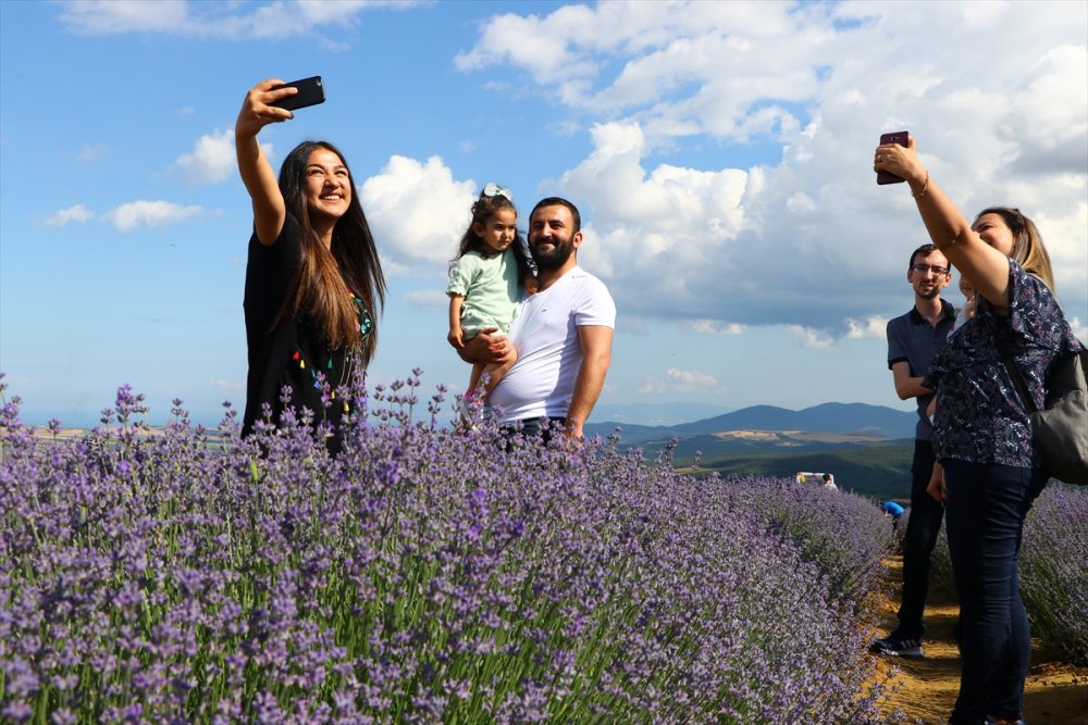 Tekirdağ'da "Lavanta Günleri" etkinlikleri devam ediyor