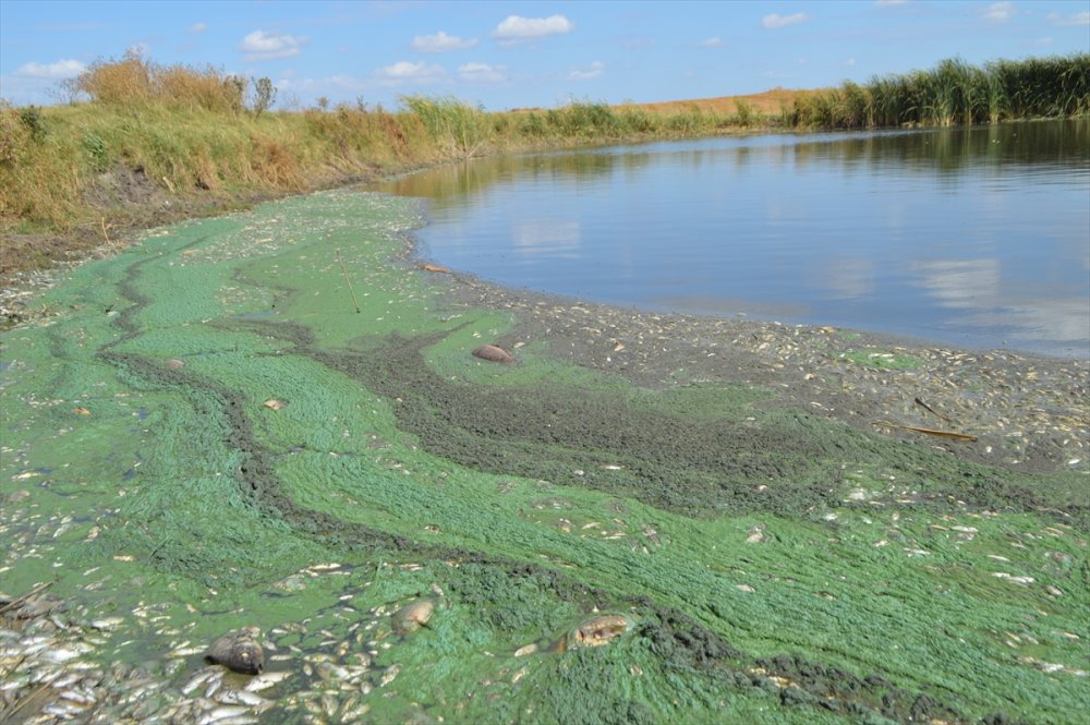 Kırklareli'nde gölete hayvan atığı bırakan çiftliğe 96 bin 525 lira ceza yazıldı