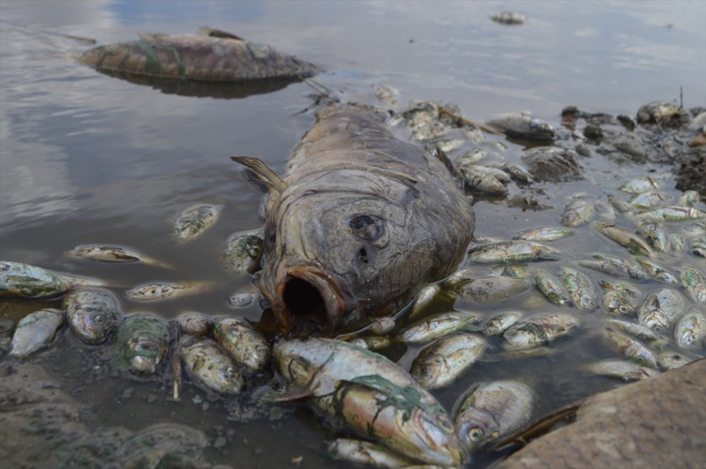 Kırklareli'nde gölete hayvan atığı bırakan çiftliğe 96 bin 525 lira ceza yazıldı