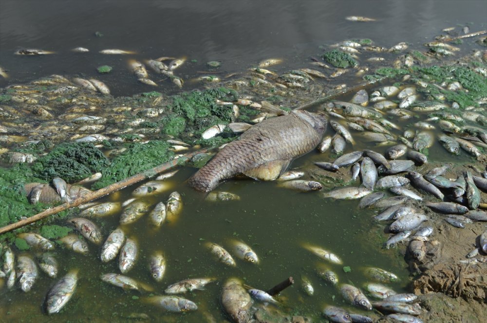 Kırklareli'nde gölete hayvan atığı bırakan çiftliğe 96 bin 525 lira ceza yazıldı